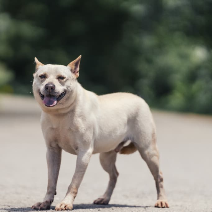 混種犬待認養照片