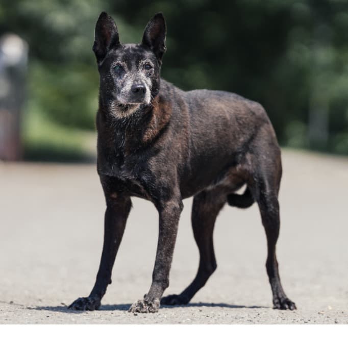 混種犬待認養照片
