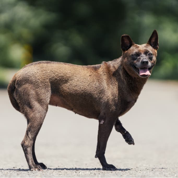 混種犬待認養照片