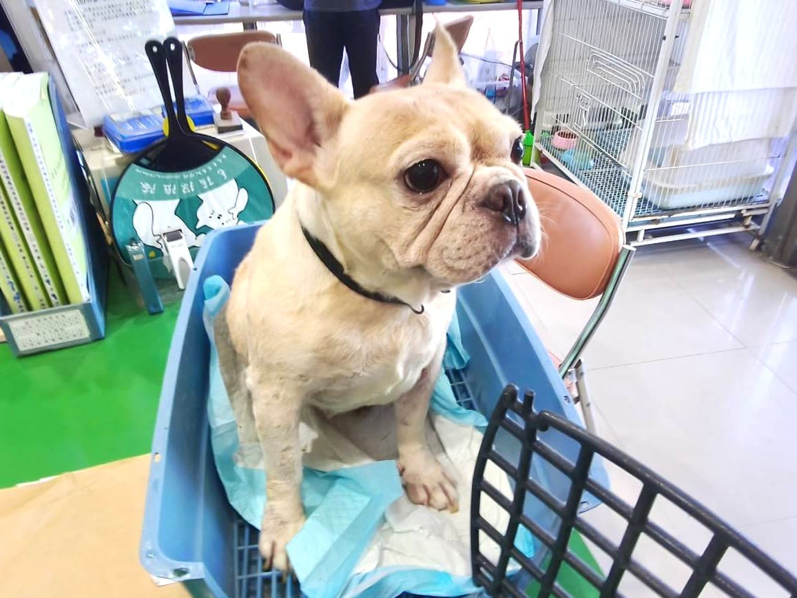 法國鬥牛犬待認養照片