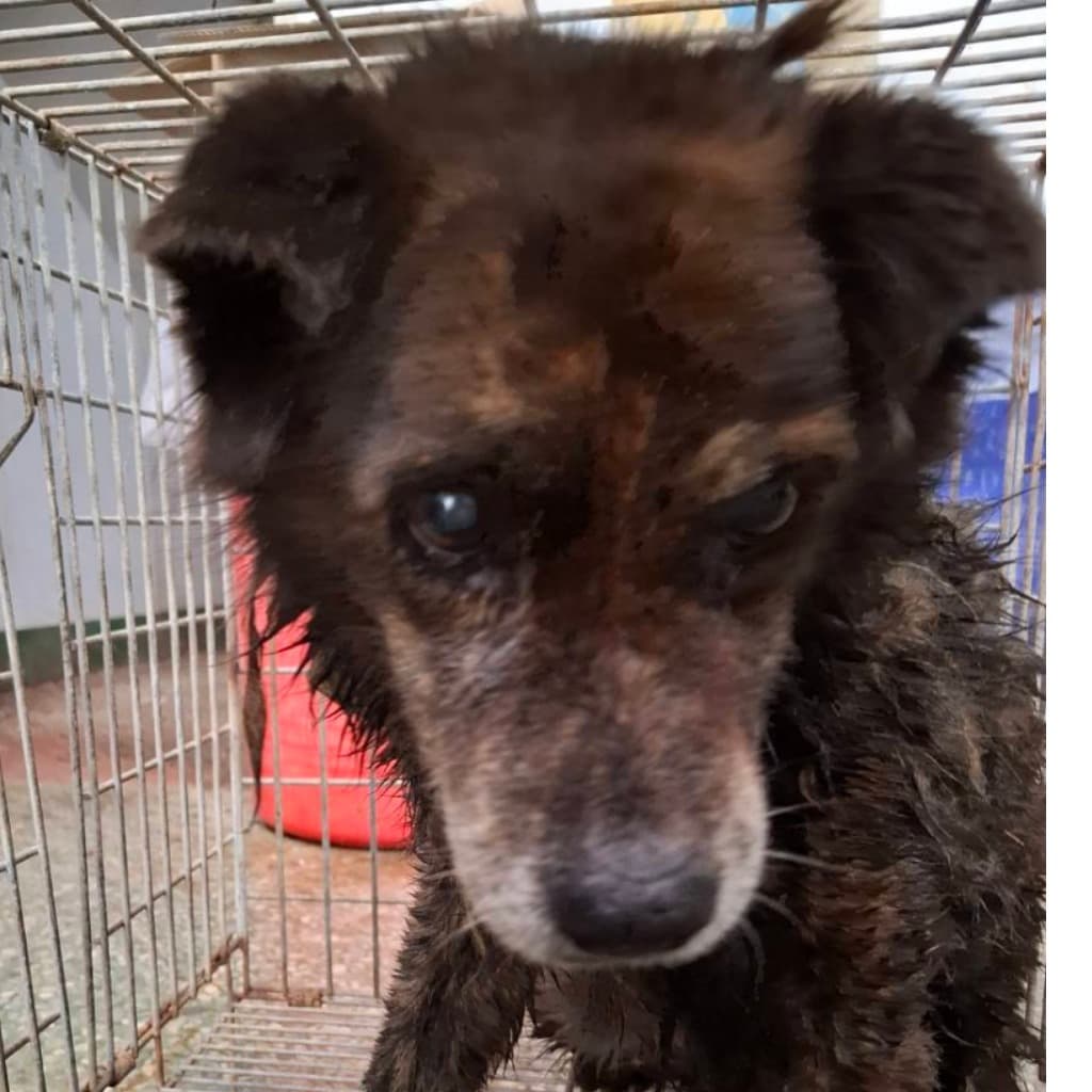 混種犬待認養照片