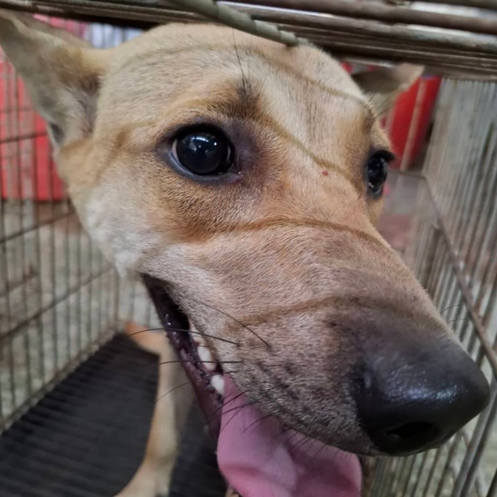 混種犬待認養照片