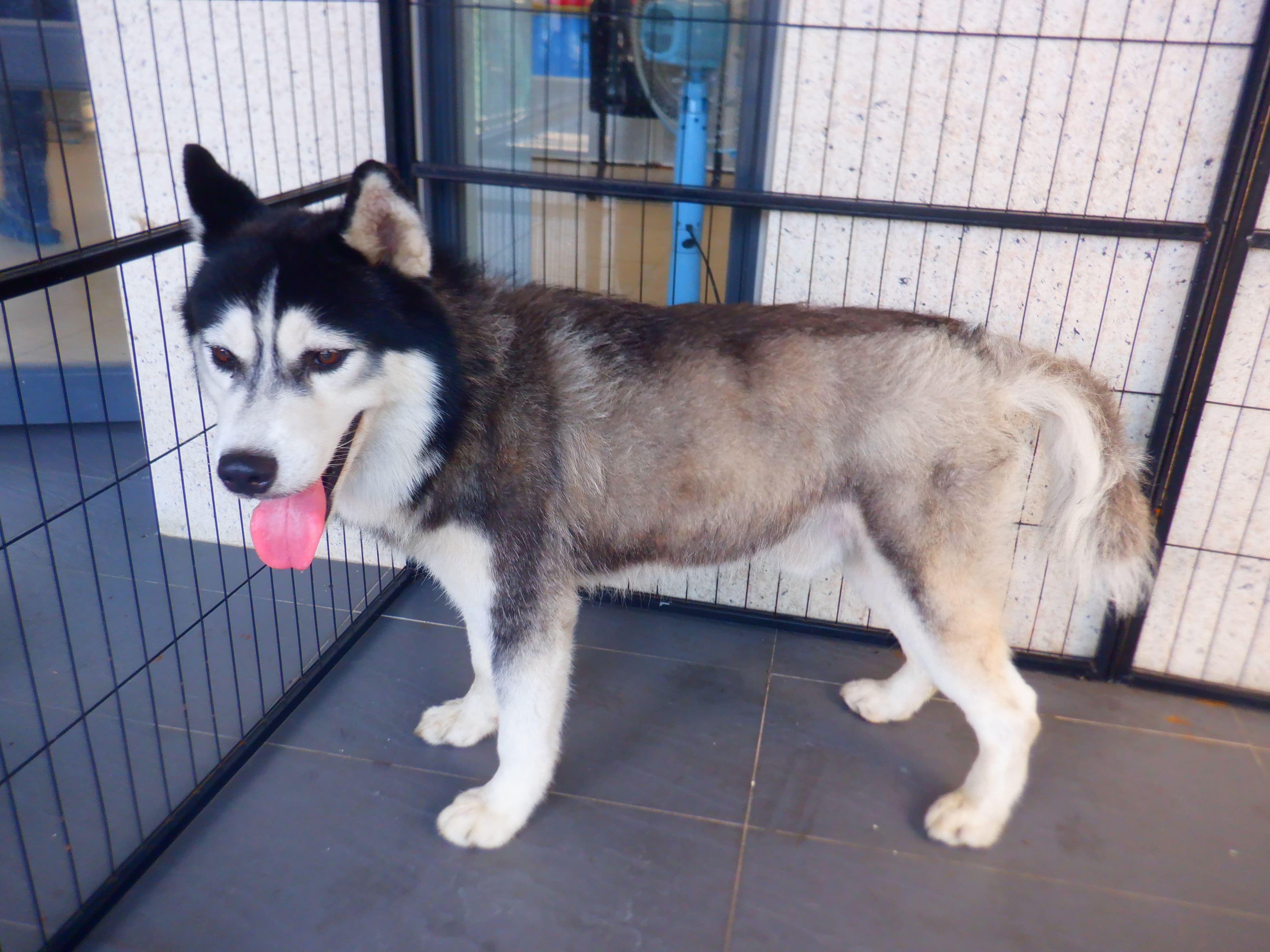 哈士奇(西伯利亞雪橇犬)待認養照片