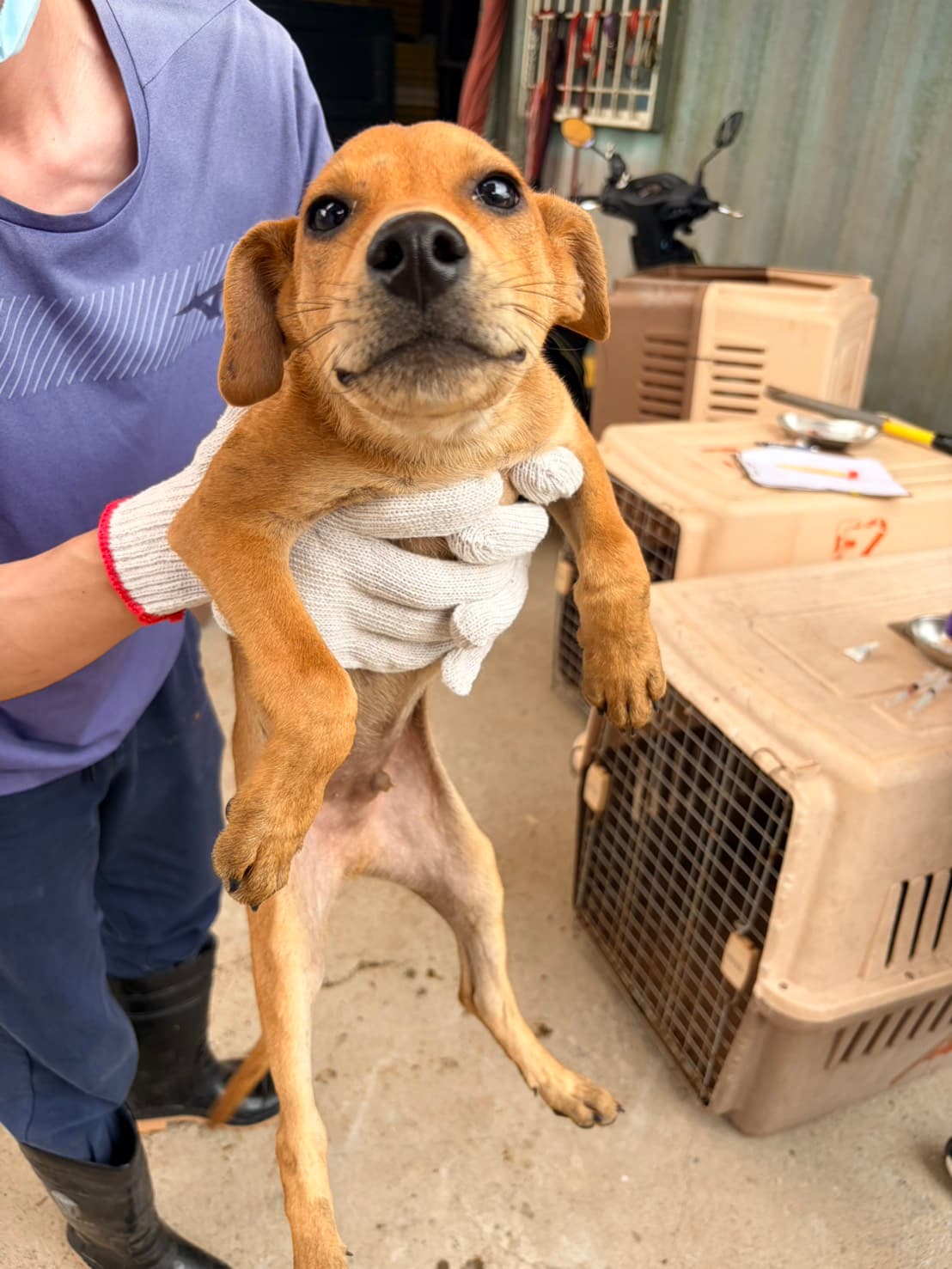混種犬待認養照片