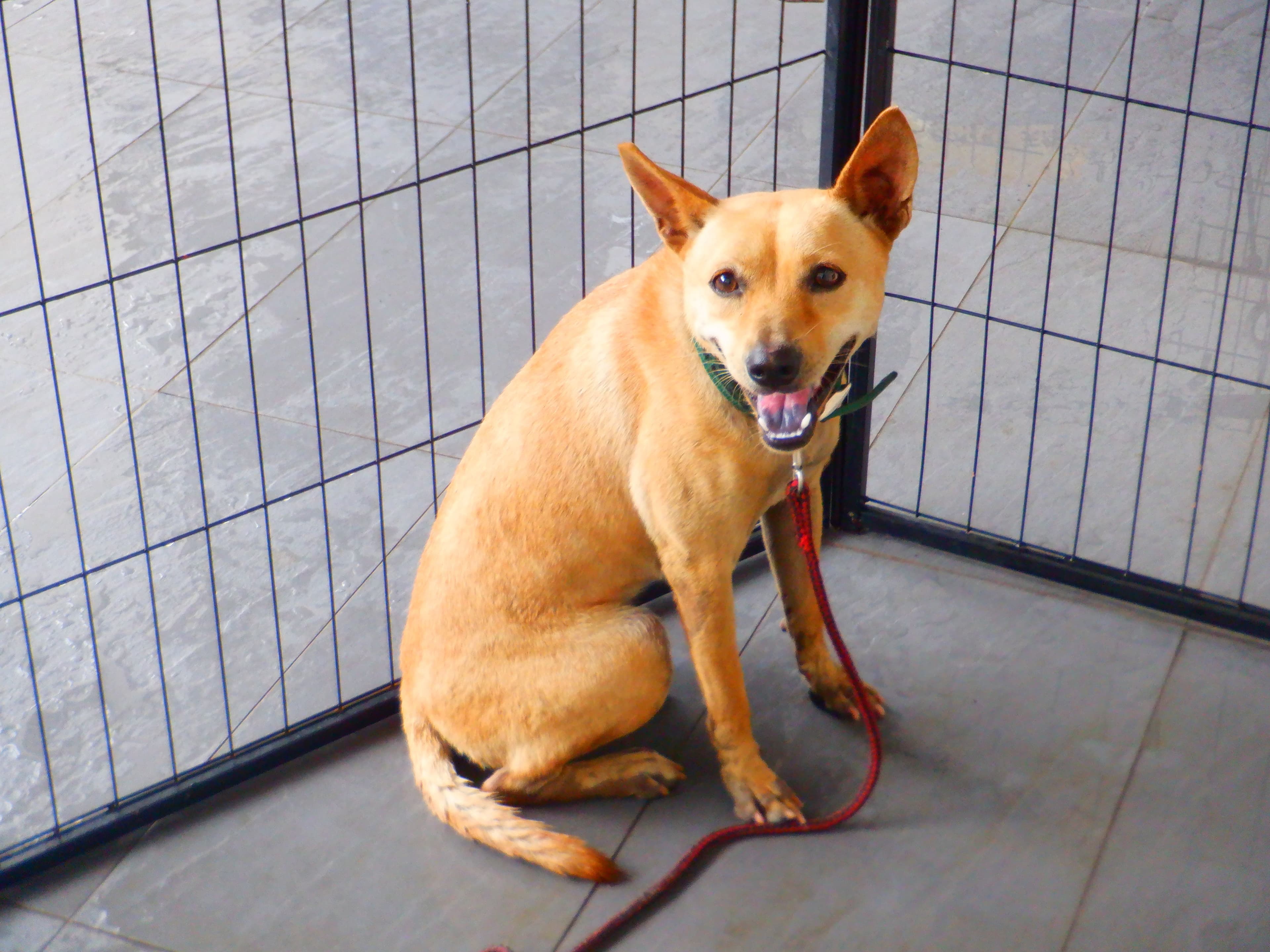混種犬待認養照片