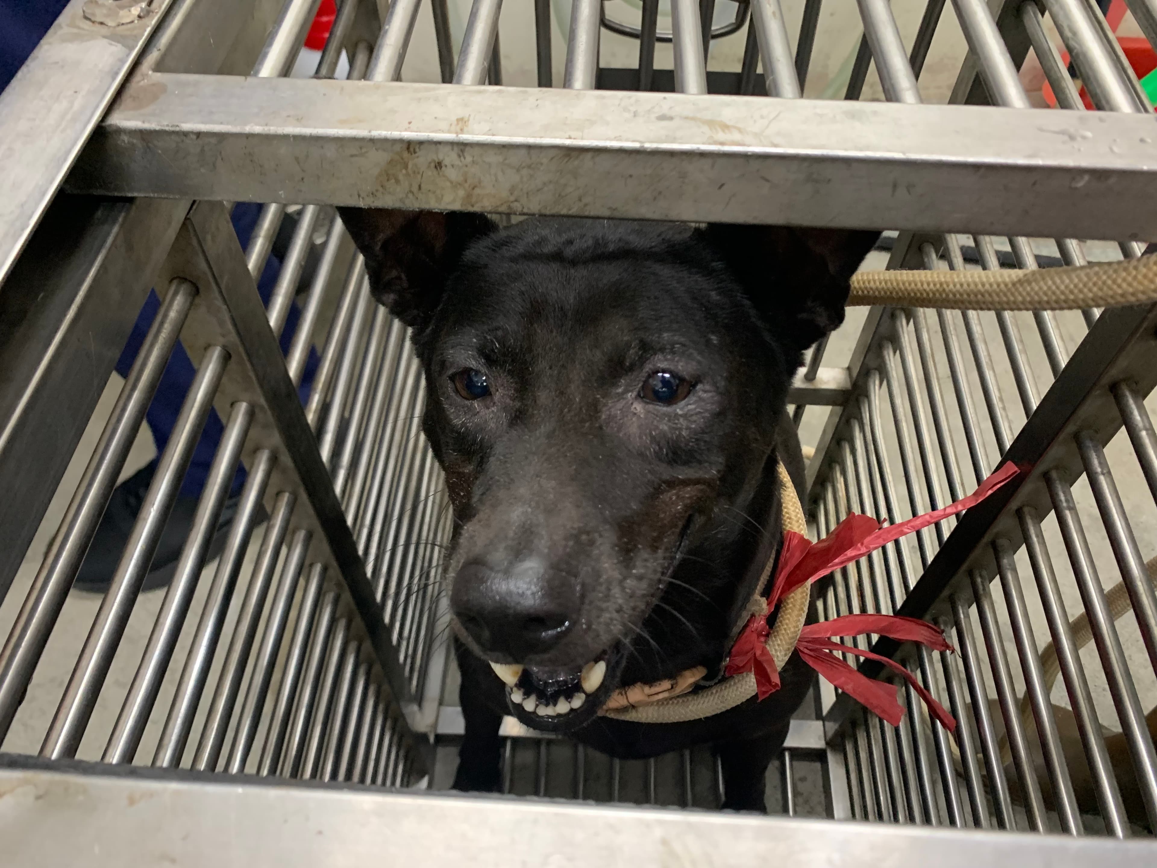 混種犬待認養照片