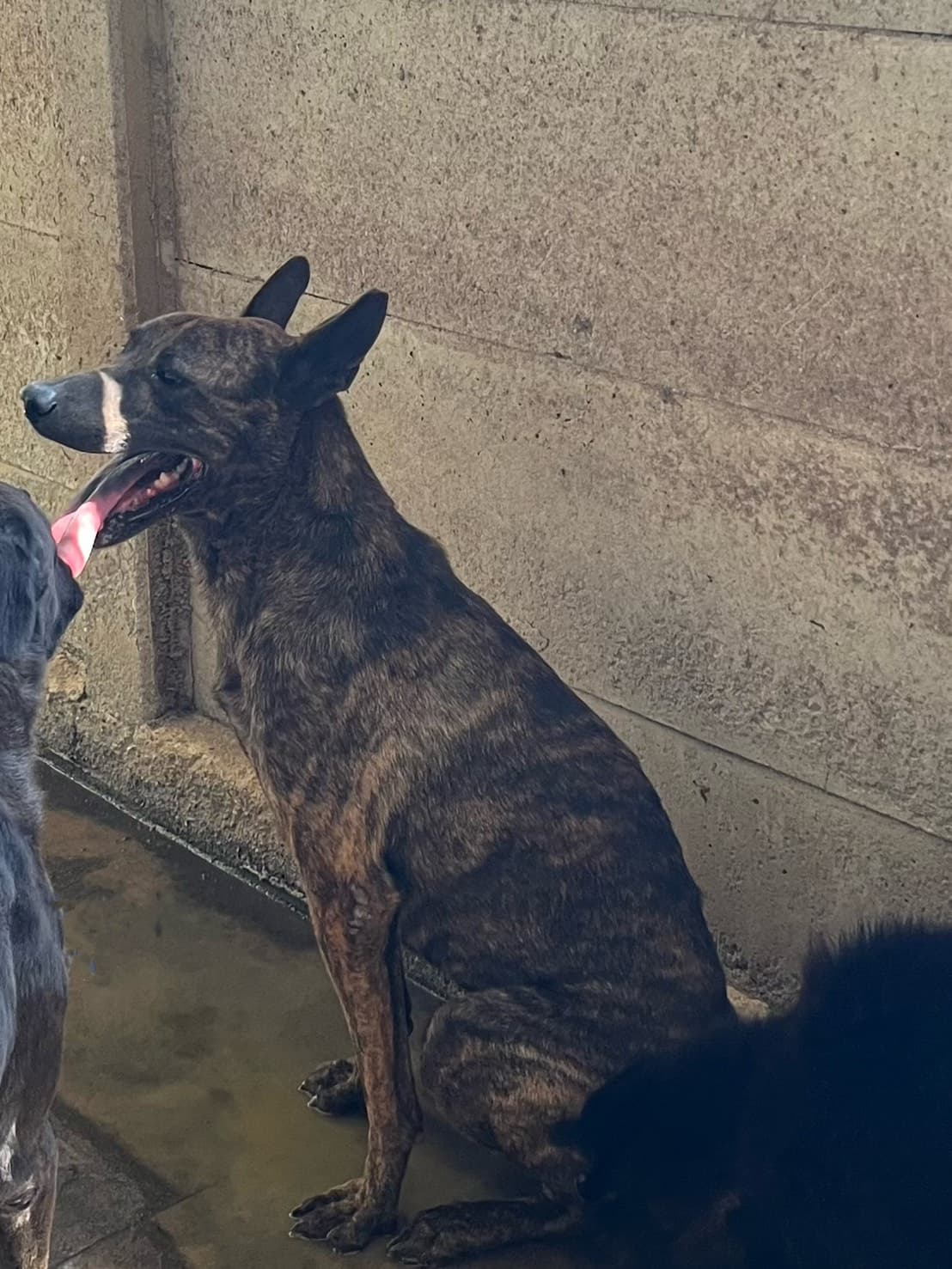 混種犬待認養照片