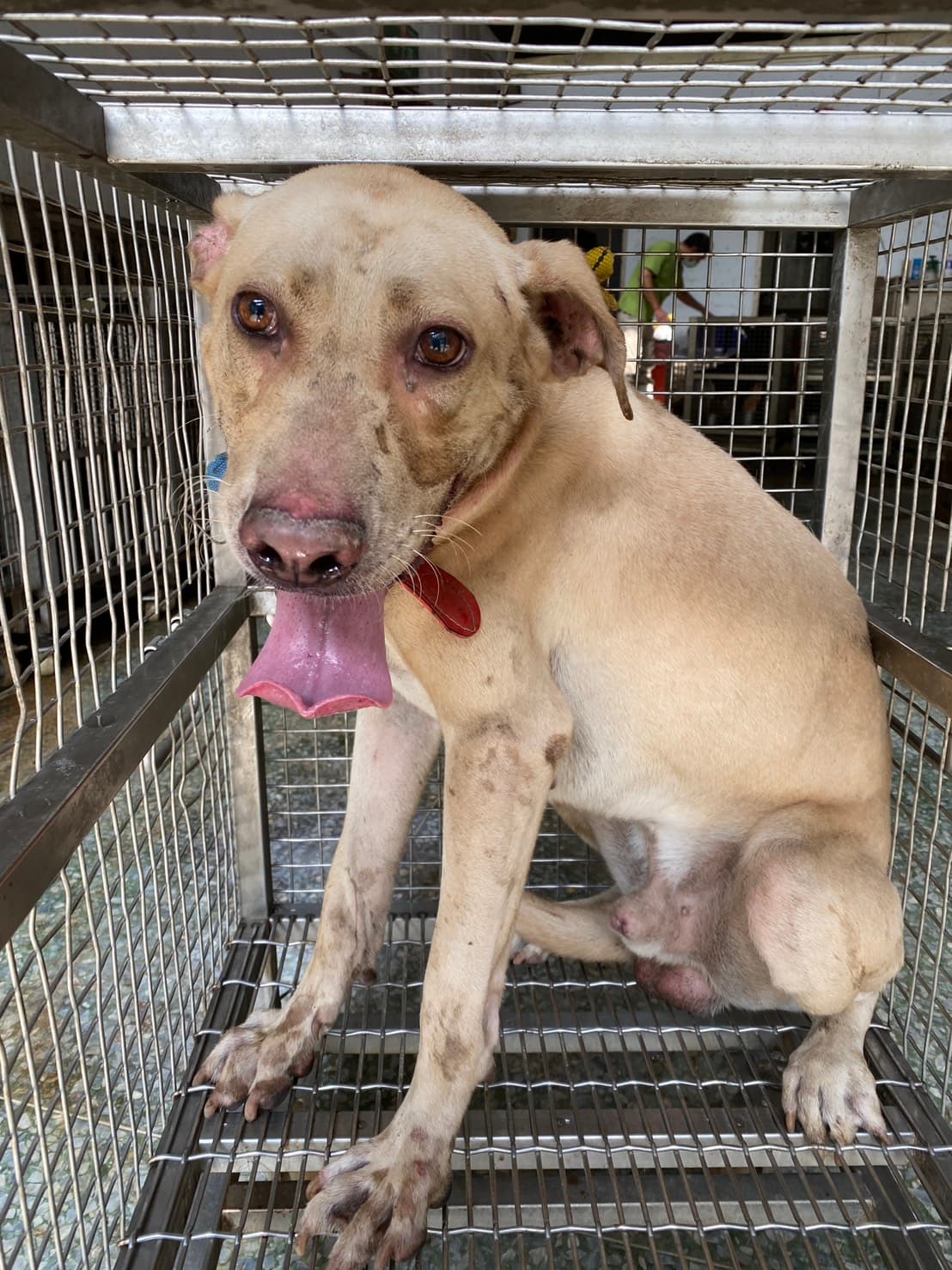 混種犬待認養照片