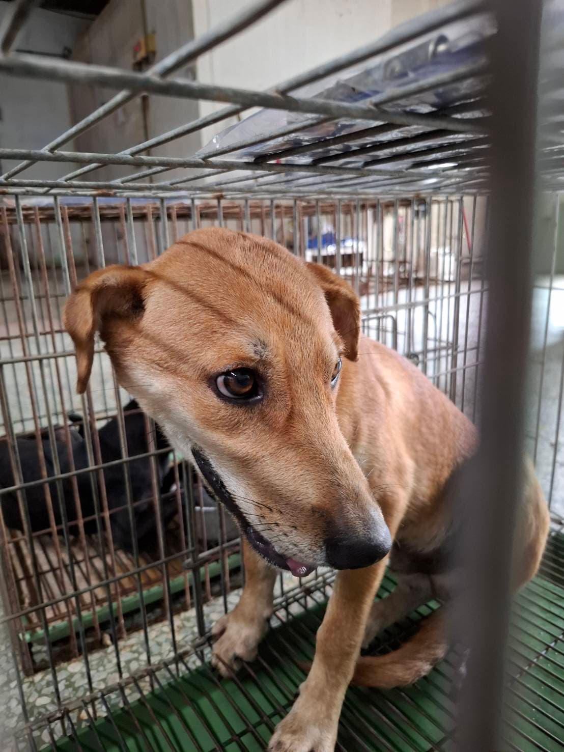 混種犬待認養照片