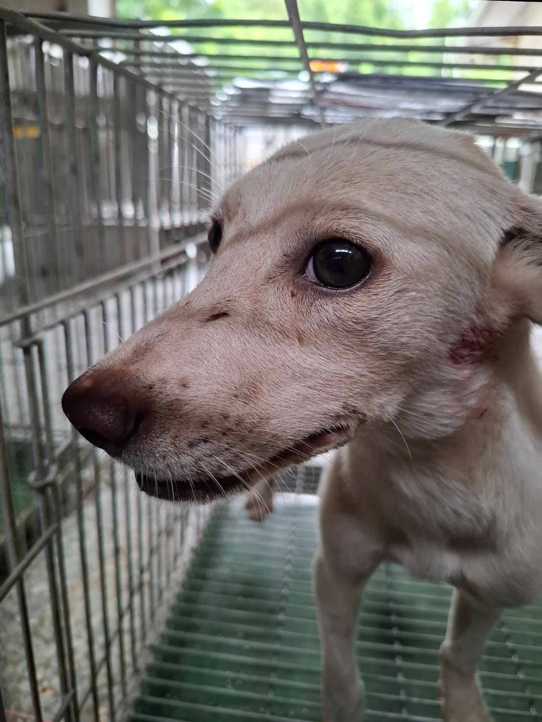 混種犬待認養照片