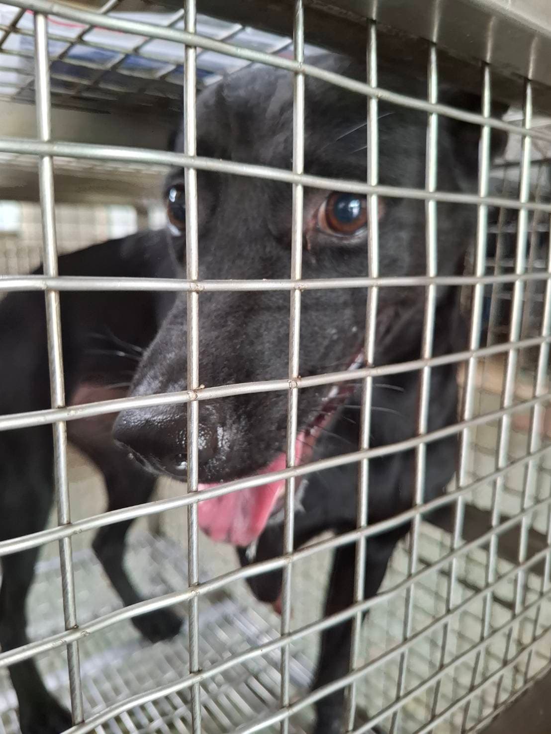 混種犬待認養照片