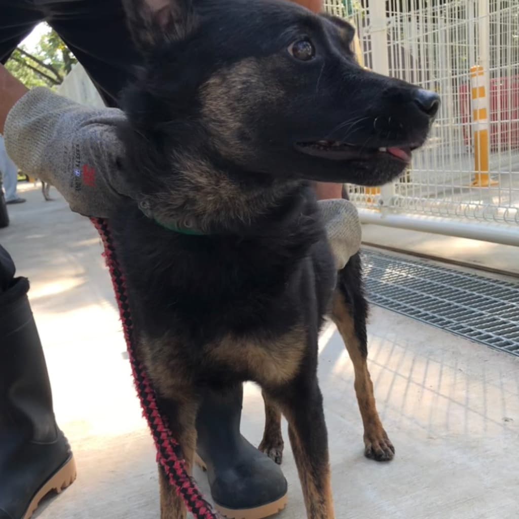 混種犬待認養照片