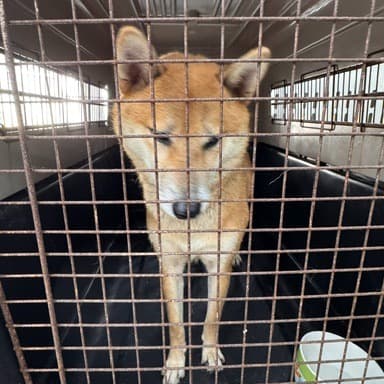 柴犬待認養照片