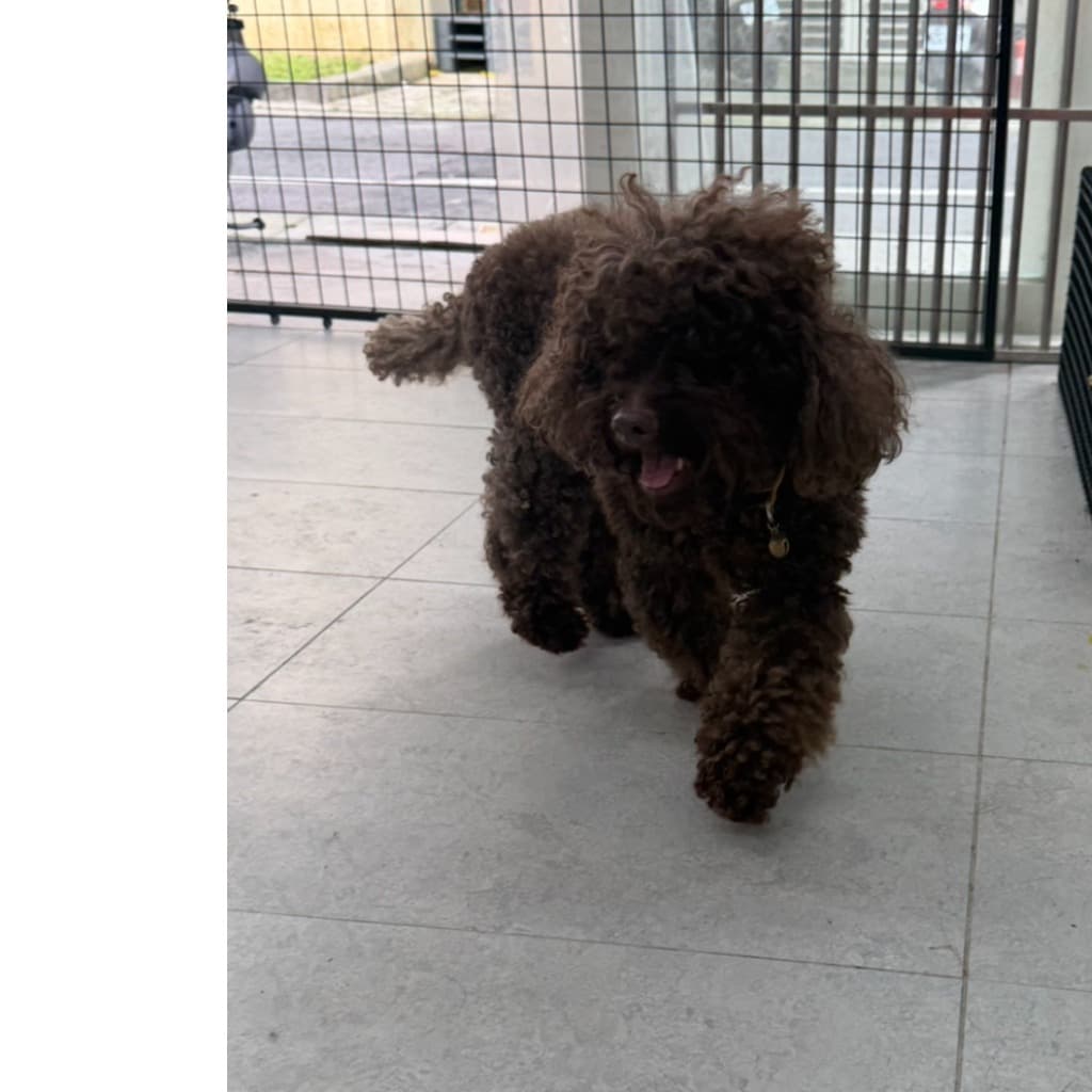 貴賓犬待認養照片