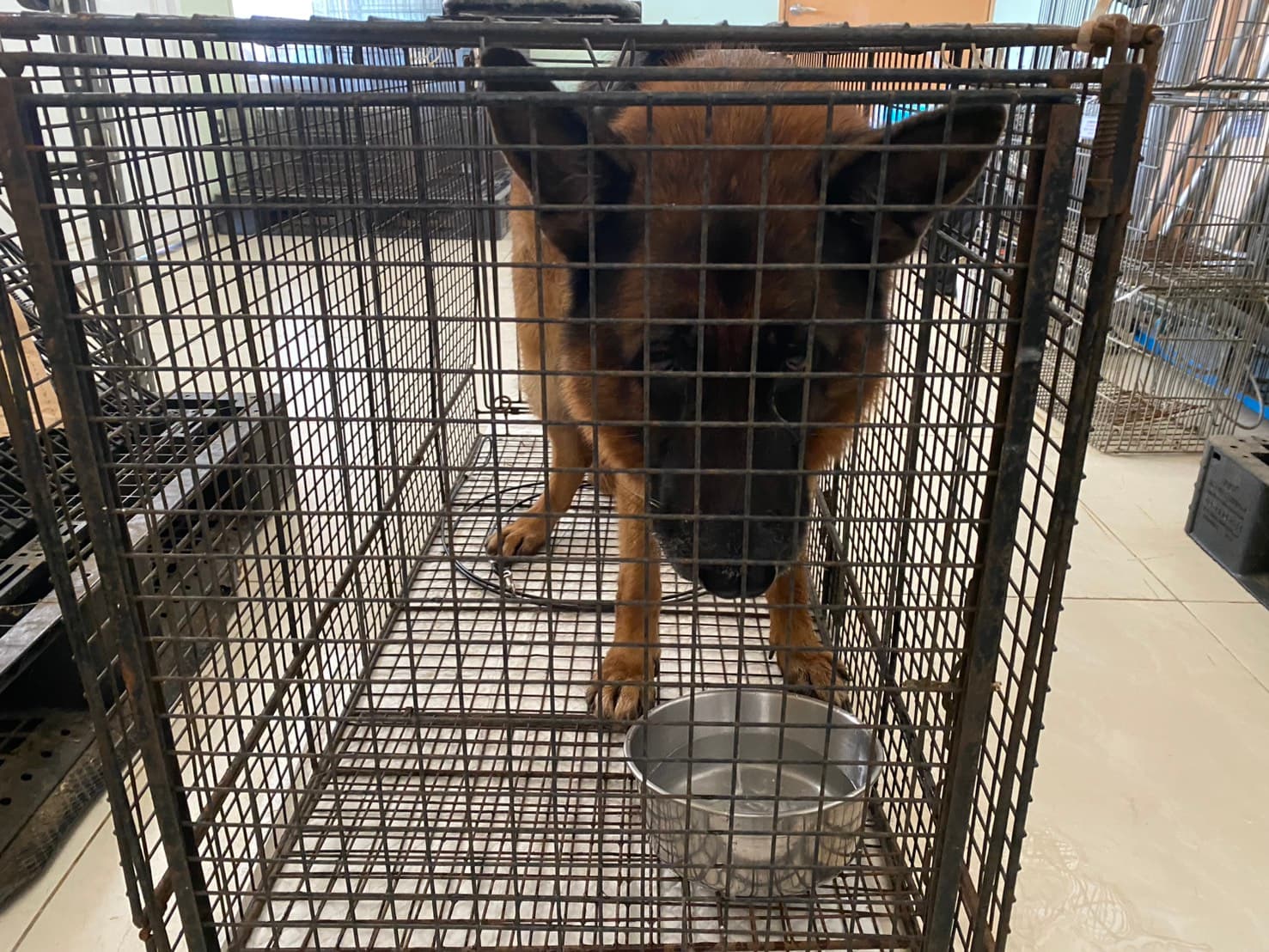德國狼犬(德國牧羊犬)待認養照片