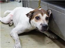 混種犬待認養照片