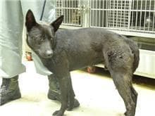 混種犬待認養照片